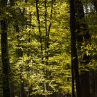 Briest - ein "erleuchteter" Baum