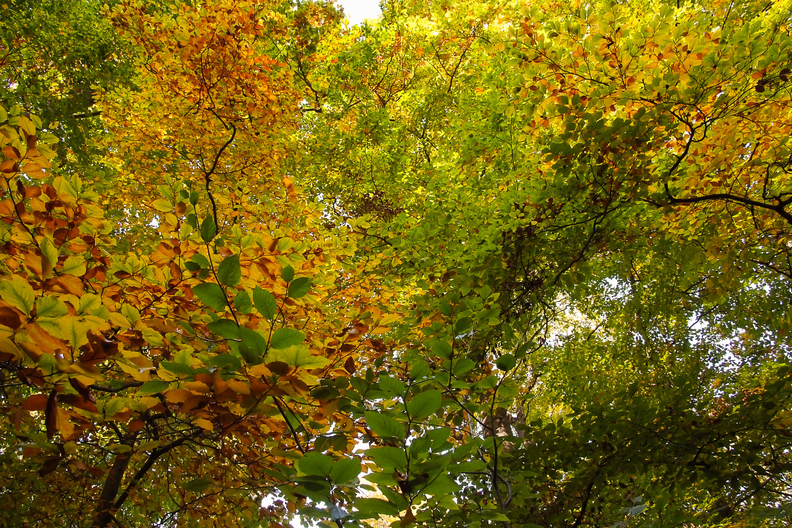 Briest - Wald hinterm Schloss in herbstlichen Farben 1