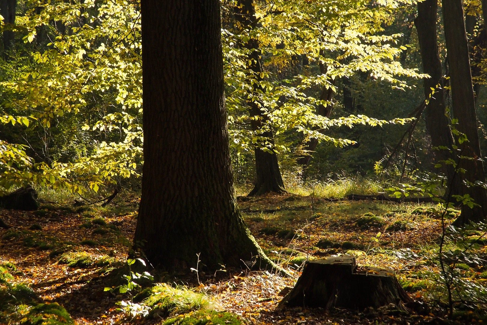 Briest - Wald in Herbstfarben