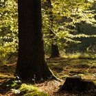 Briest - Wald in Herbstfarben