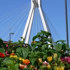 Brige in Ludwigshafen (Germany)