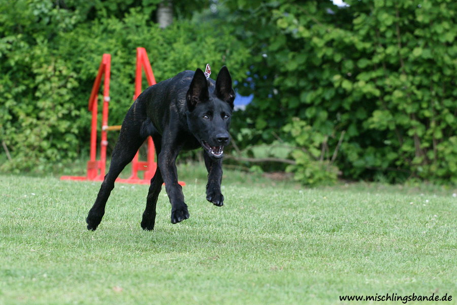 Brigga - Hollandse Herder