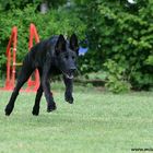 Brigga - Hollandse Herder