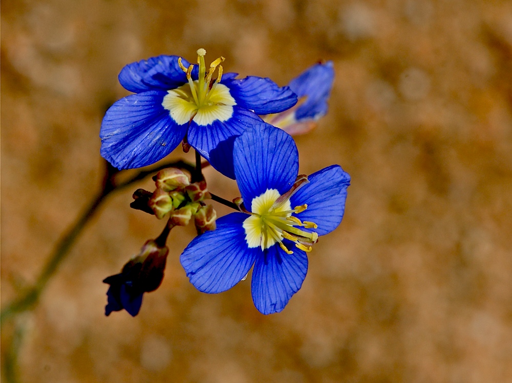 Bright Blue