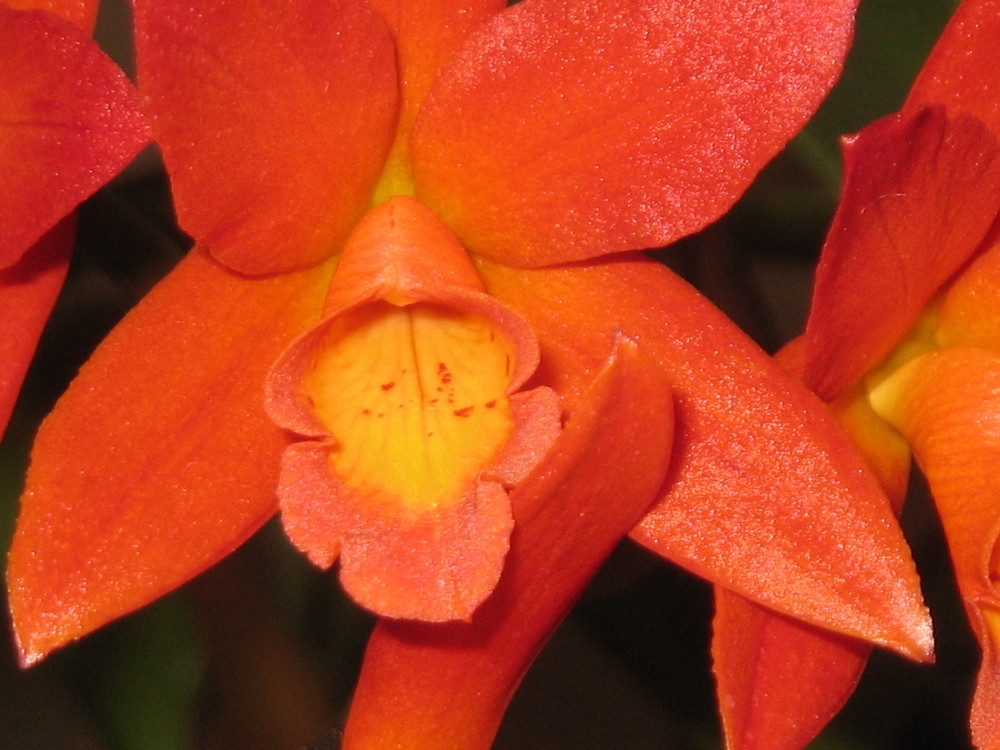 Bright cattleya