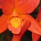 Bright cattleya