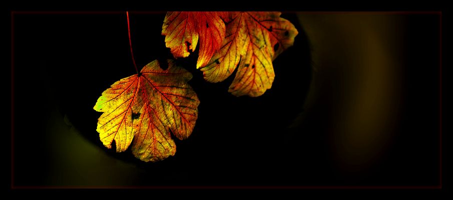 ... bright colors of autumn ...