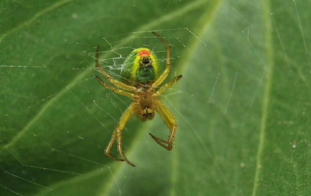 bright-couloured spider