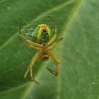 bright-couloured spider