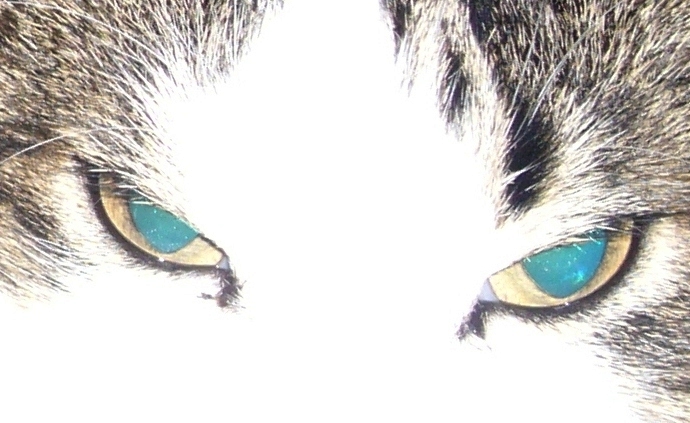 bright eyes