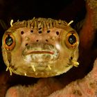 Bright Eyes - Masken-Igelfisch (Diodon liturosus)