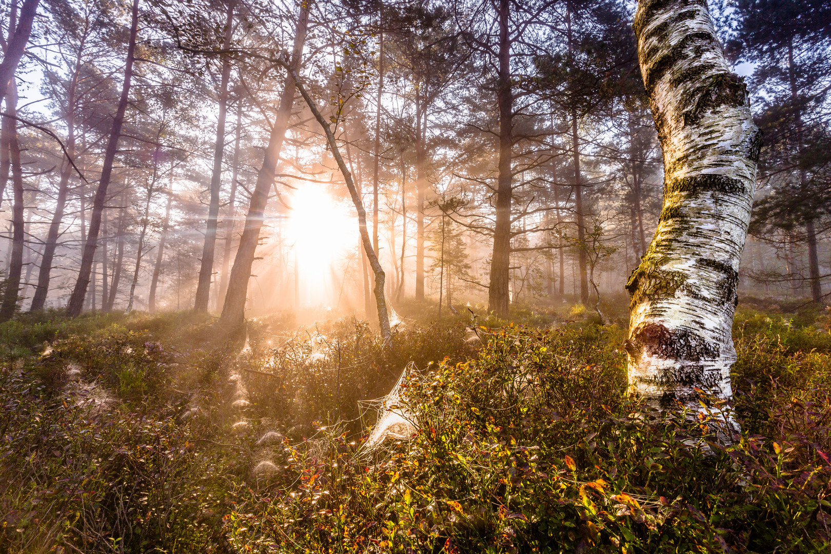 bright forest