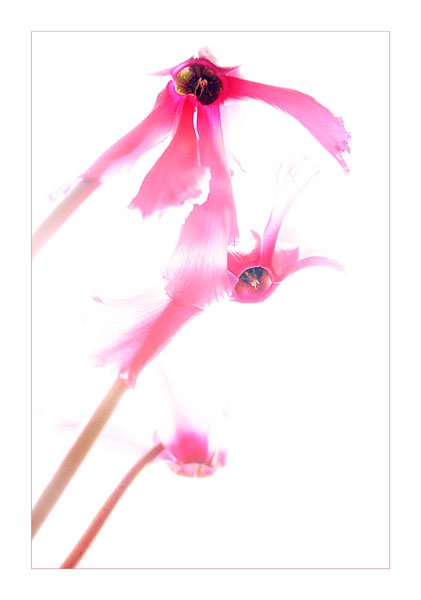 bright light and pink flowers II