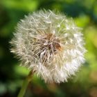 Bright little Dandelion