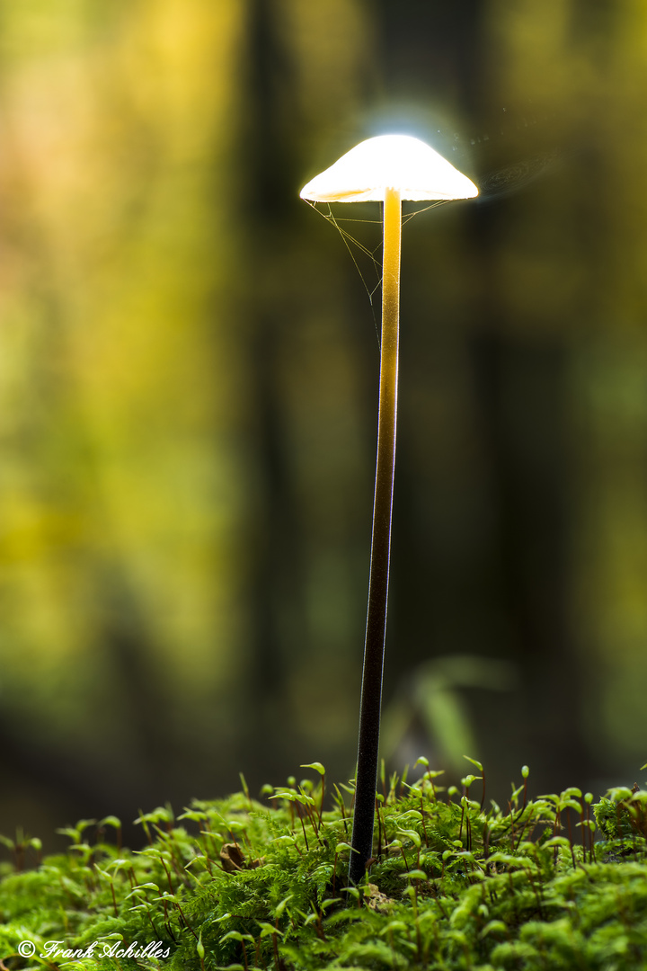 Bright Mushroom