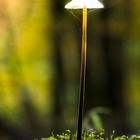 Bright Mushroom