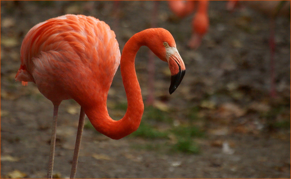 bright orange