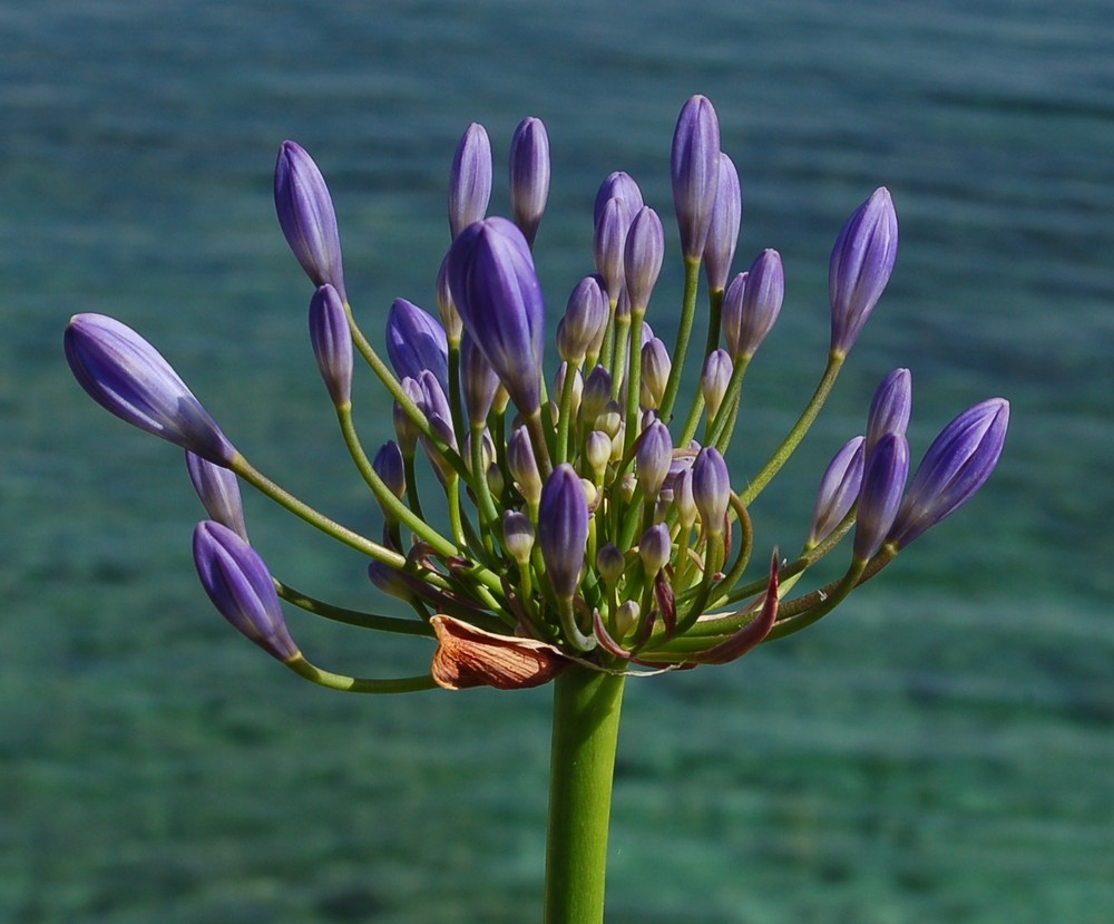 bright purple