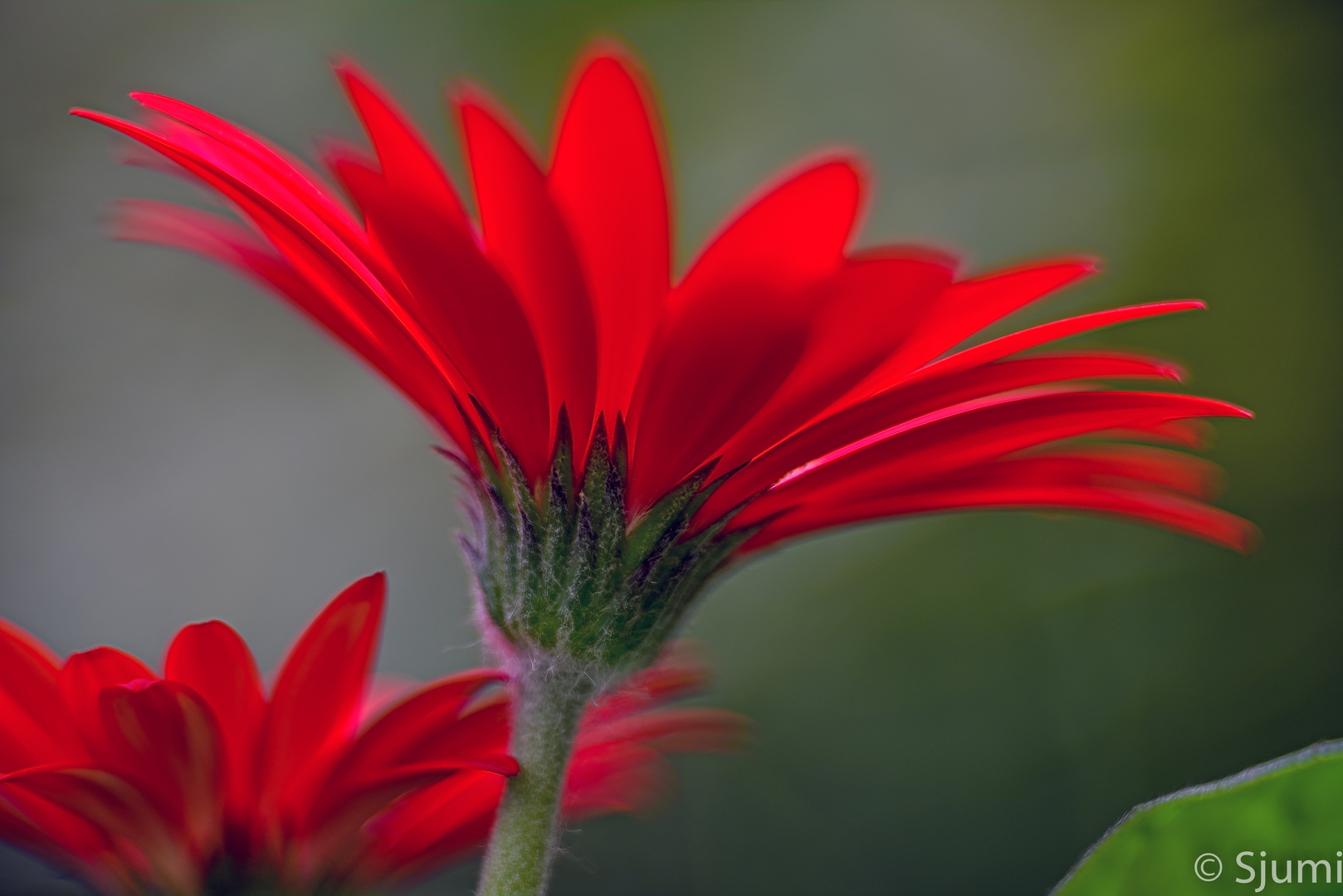 Bright red.....