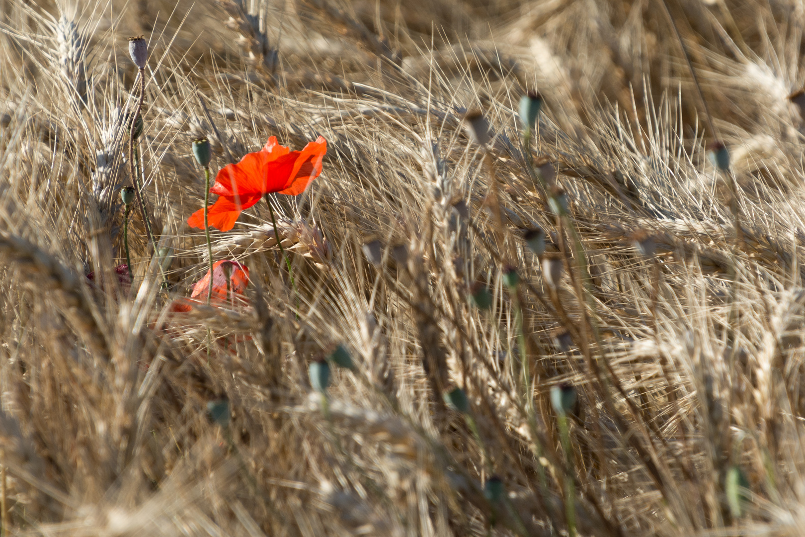 Bright red