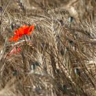 Bright red