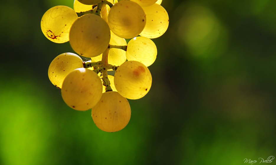 bright shining grapes