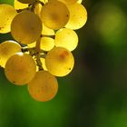 bright shining grapes