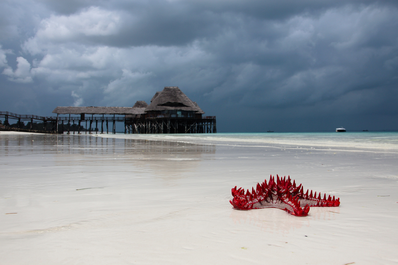 bright starfish