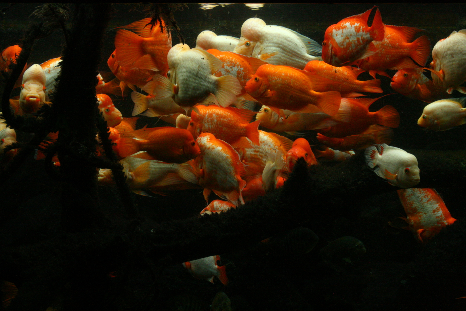 Brightly colored fish Lincoln Park Zoo