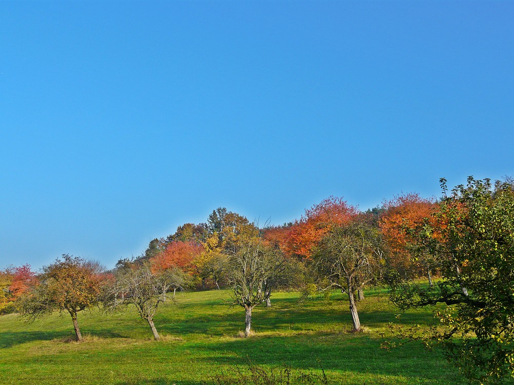 Brightly-Coloured