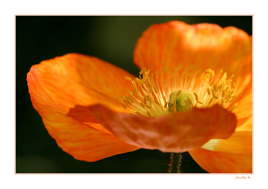 ~BRIGHTLY POPPY~