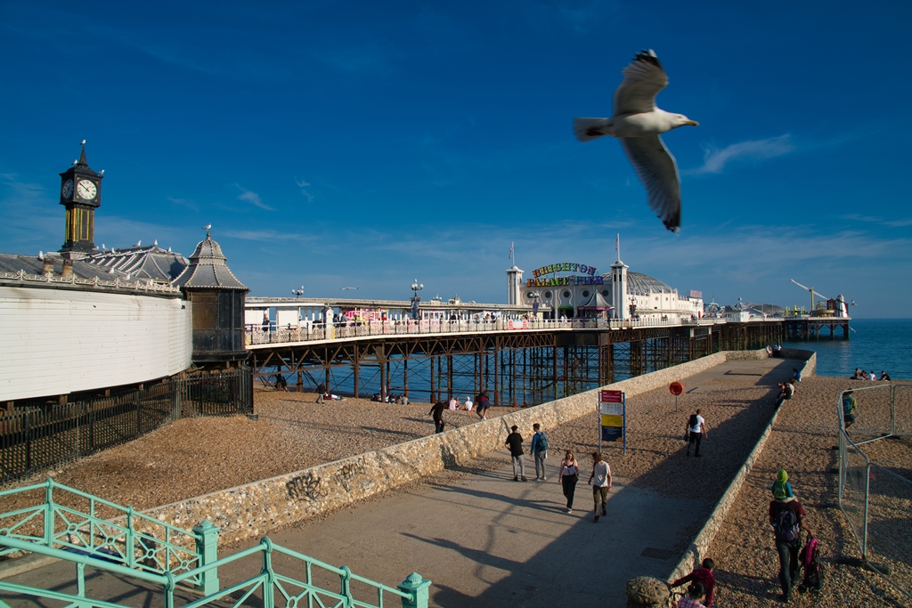 Brighton hat einen Vogel ...