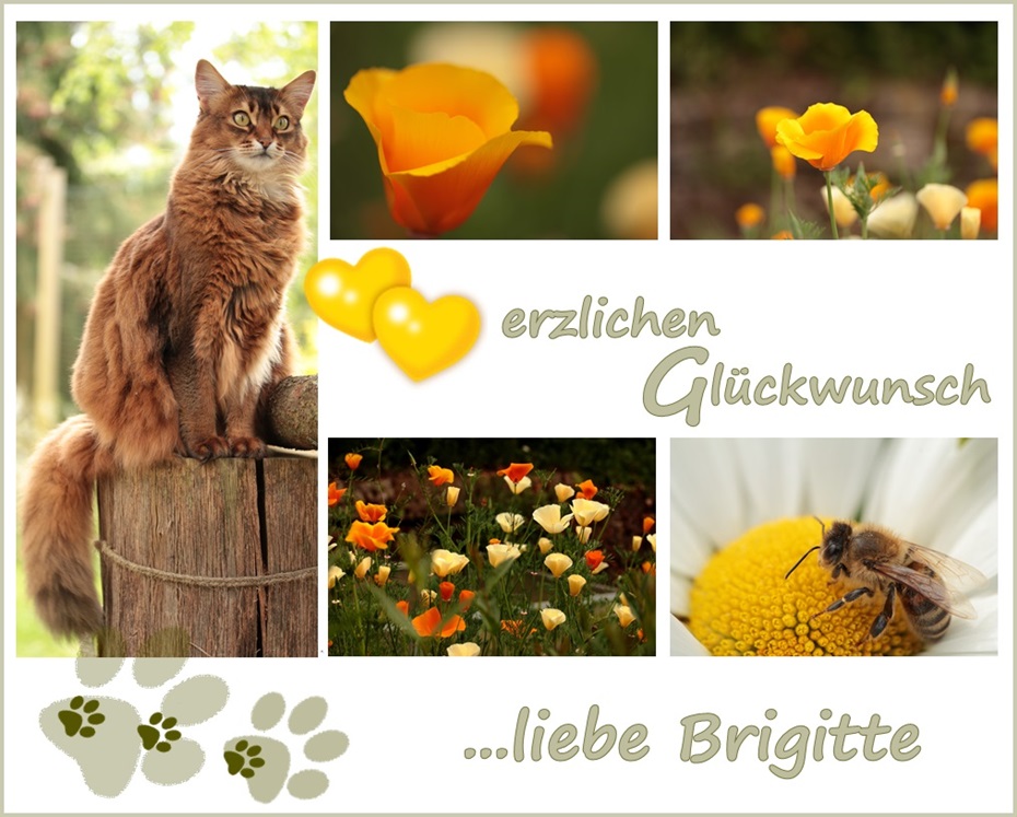 Brigitte hat Geburtstag Foto & Bild gratulation und feiertage
