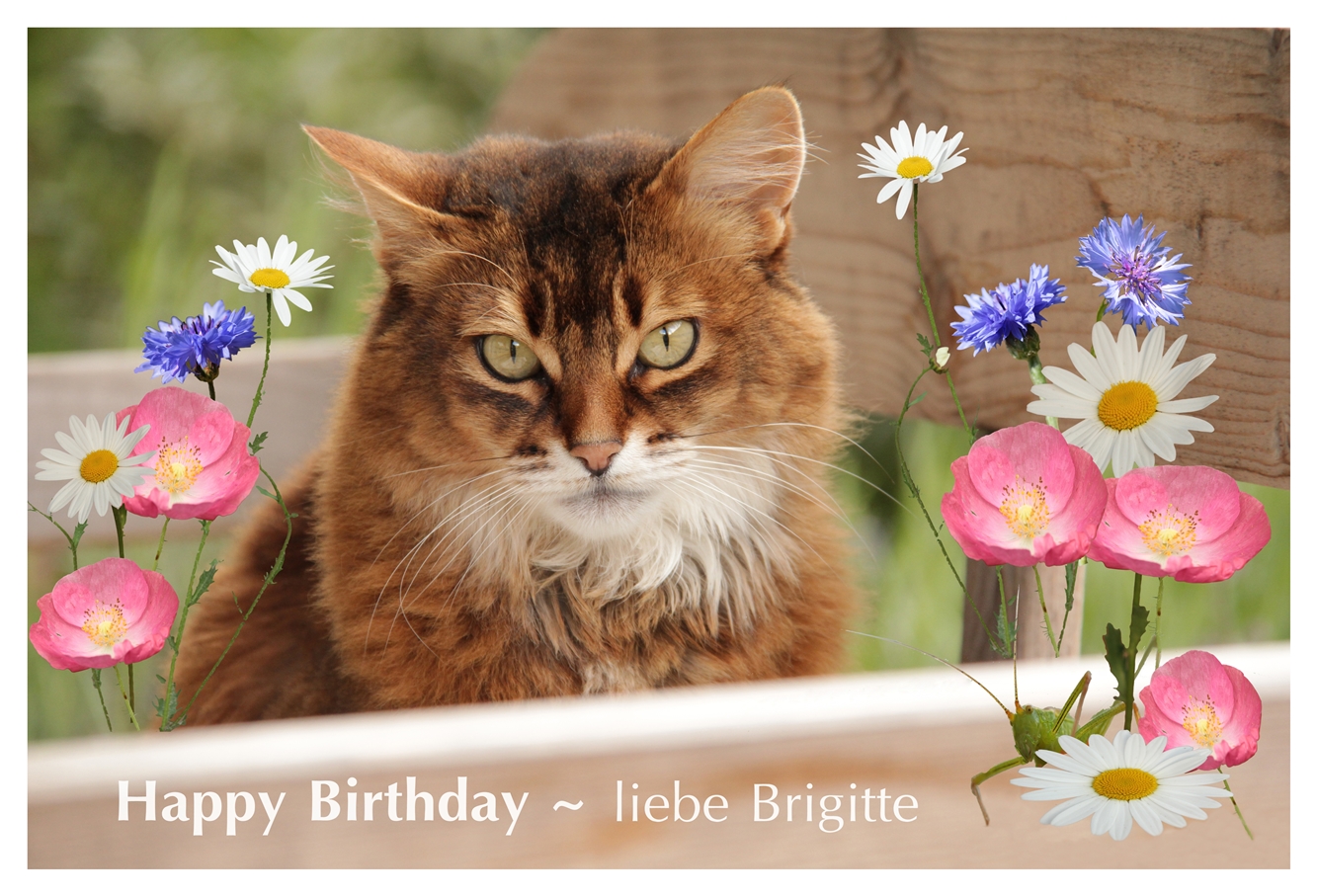 Brigitte hat Geburtstag 