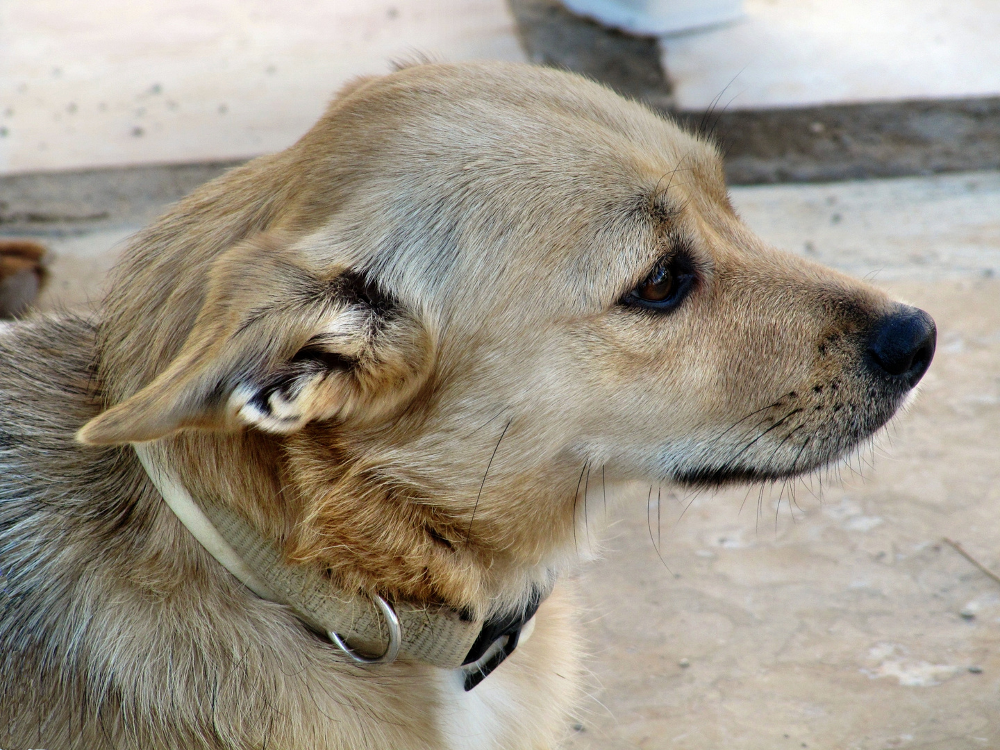 Brigittes Lieblinge 1 Foto &amp; Bild | tiere, haustiere, hunde Bilder auf ...