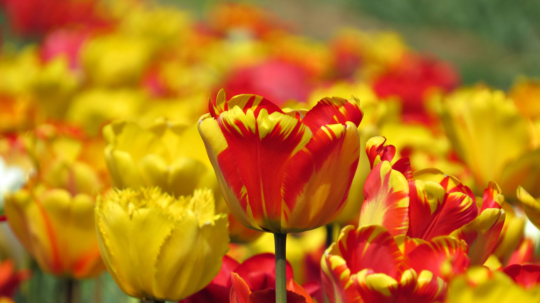 brillante primavera Imagen & Foto | concurso naturaleza, primavera
