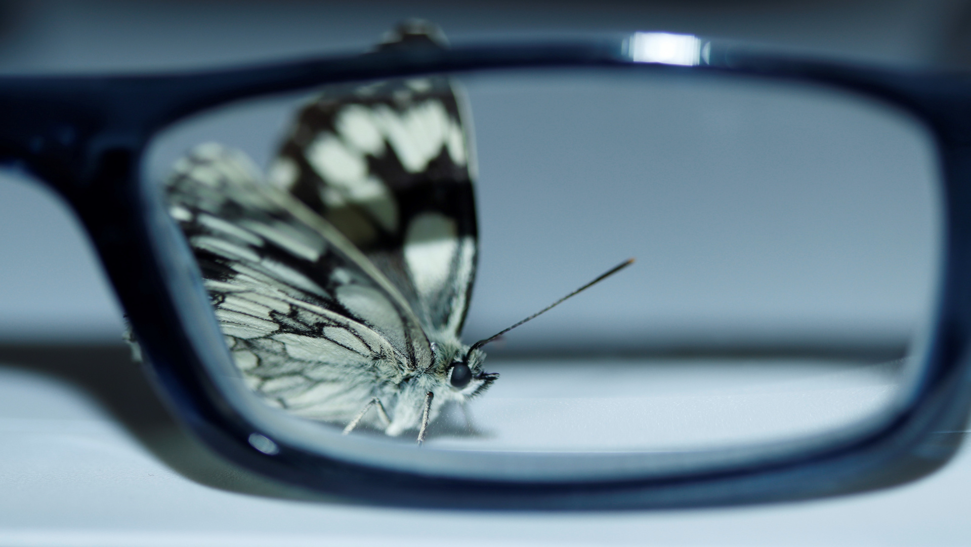 Brille?  Butterfly