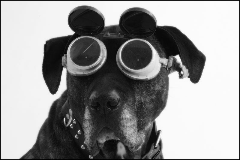 Brille…? Fielmann.. Foto & Bild tiere, haustiere, hunde Bilder auf