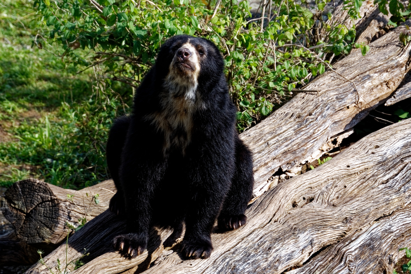 Brillenbär Foto & Bild tiere, zoo, wildpark & falknerei, natur Bilder