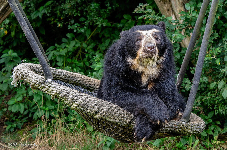 Brillenbär