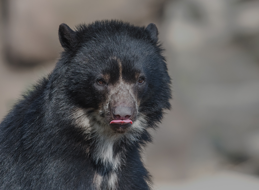 Brillenbär