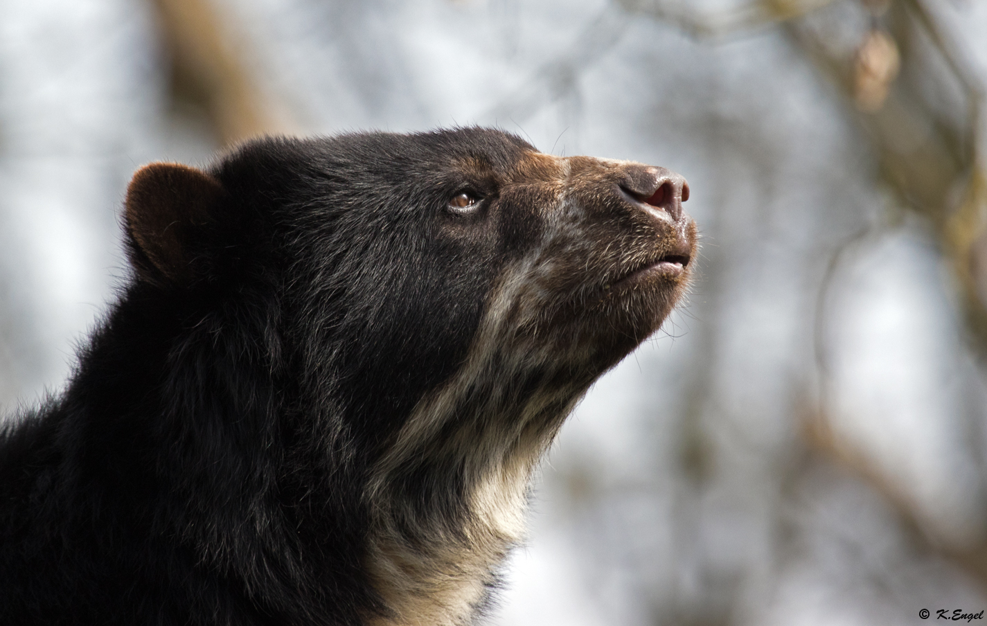 Brillenbär