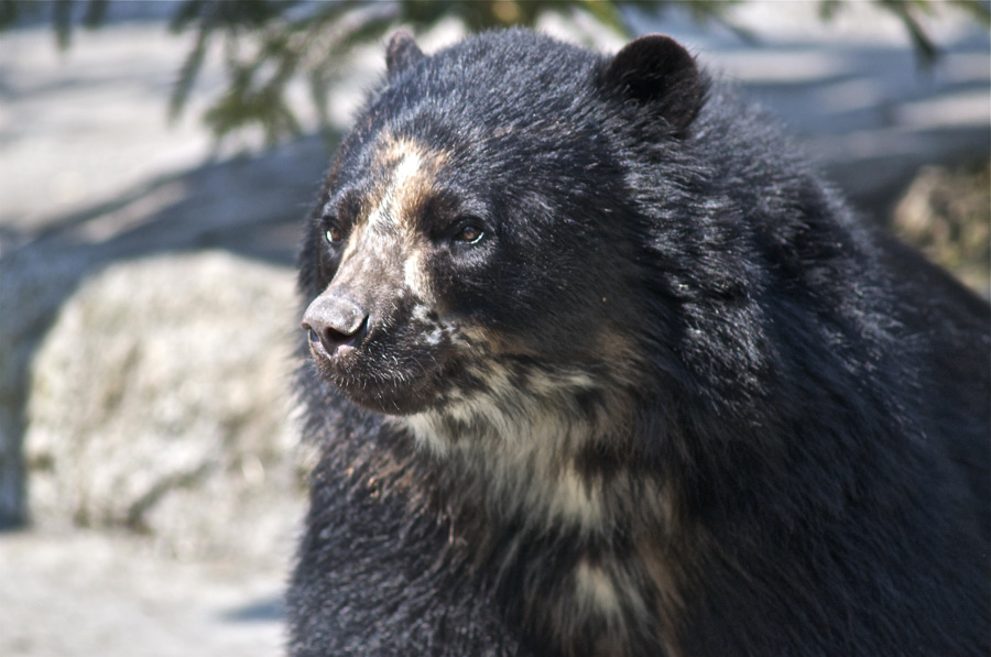 Brillenbär