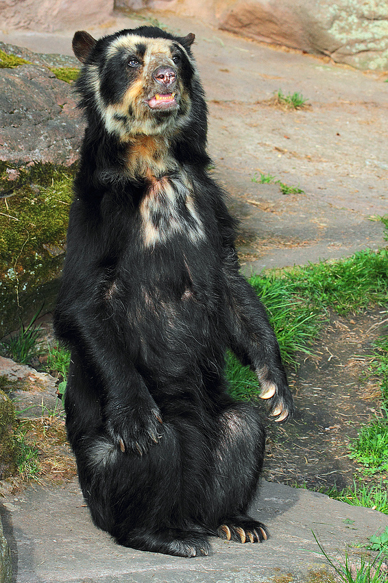 Brillenbär