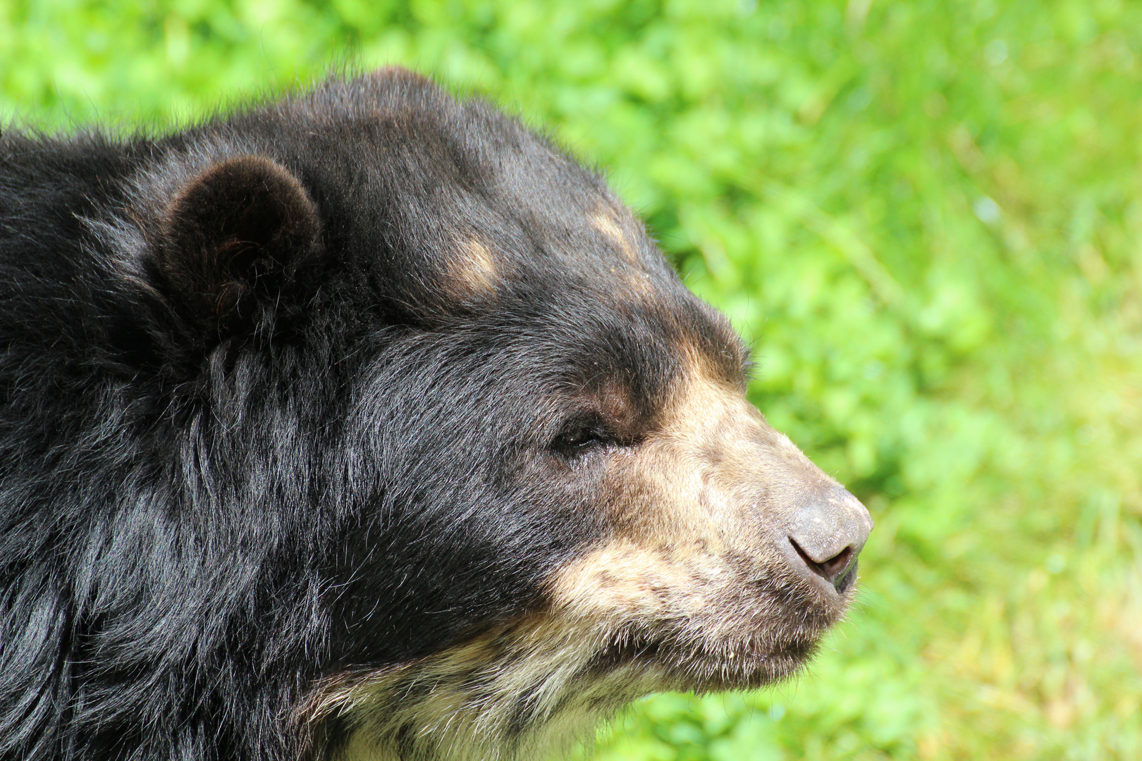 Brillenbär