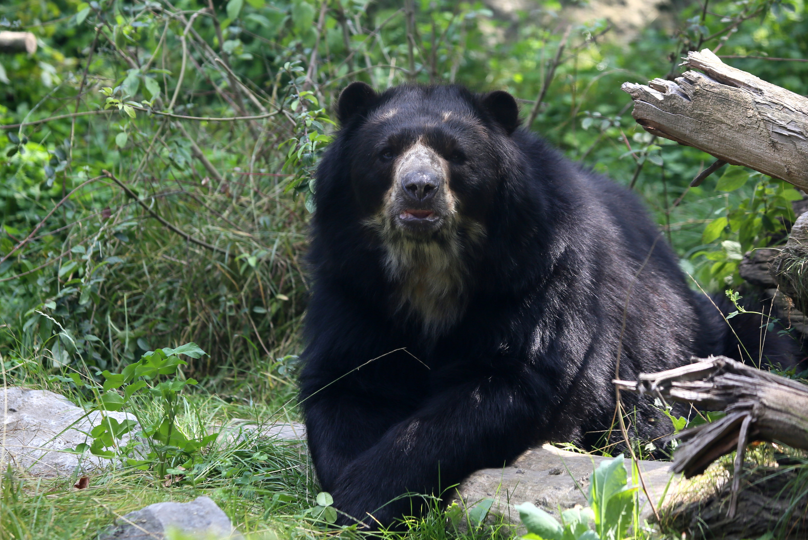 Brillenbär Foto & Bild tiere, zoo, wildpark & falknerei, säugetiere