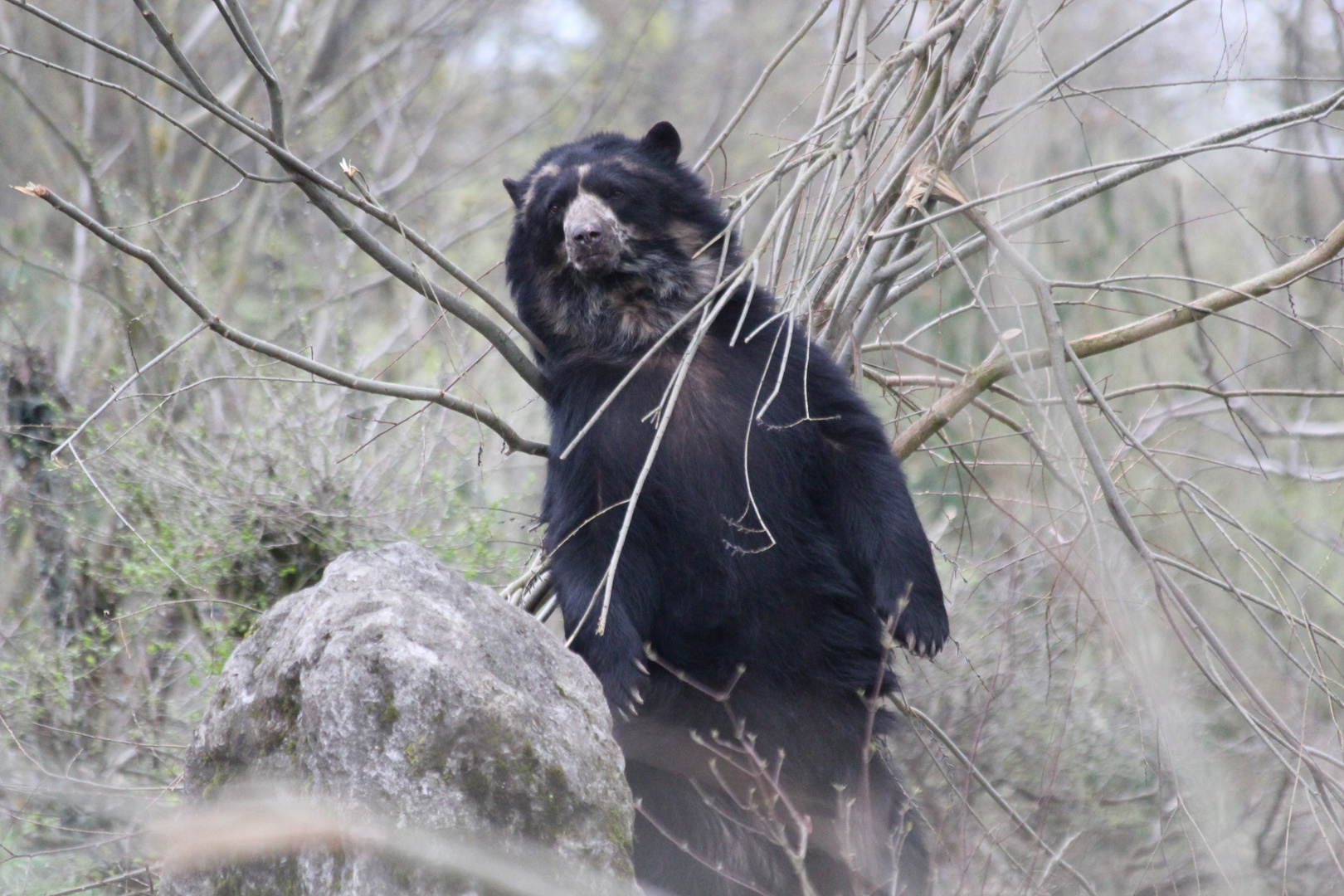 Brillenbär