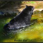 Brillenbär.... aus dem Wasser steigend.