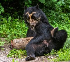 Brillenbär beim Arbeiten