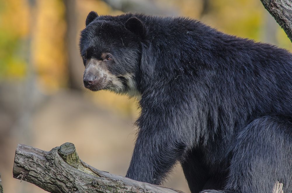 Brillenbär